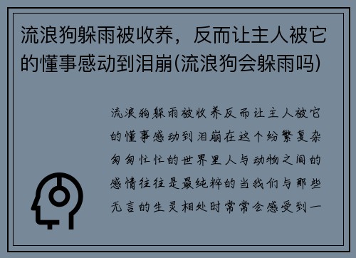 流浪狗躲雨被收养，反而让主人被它的懂事感动到泪崩(流浪狗会躲雨吗)